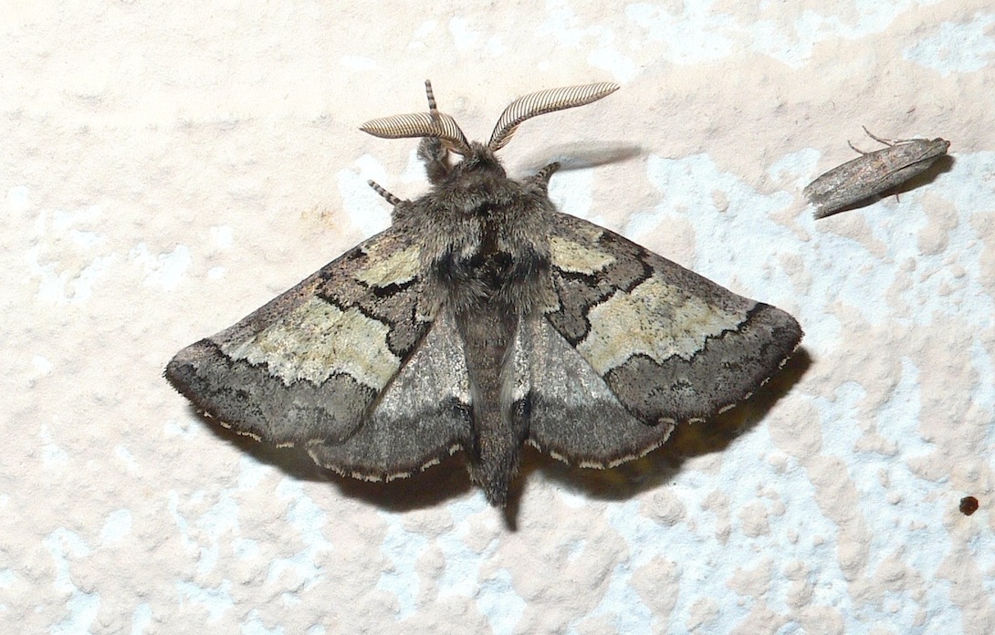 Identificazione 14 - Rhegmatophila ricchelloi